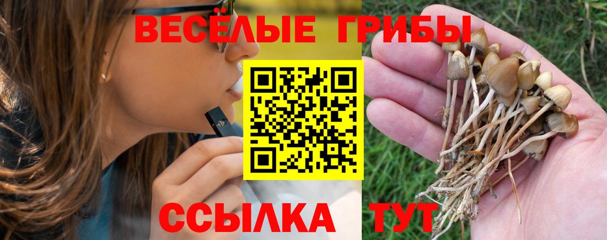 Псилоцибиновые грибы Psilocybine cubensis Полысаево